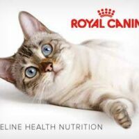 Royal Canin Kitten and Cat food