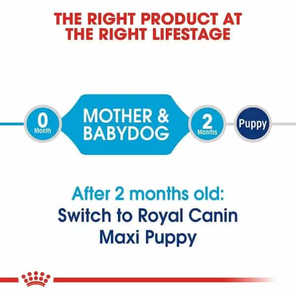 royal canin maxi starter feeding guidelines