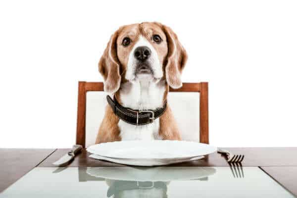 Top 5 home-made dog food options(veg/non-veg) - LoyalPetZone