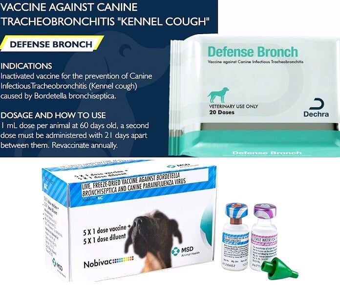 Kennel cough vaccines dog India