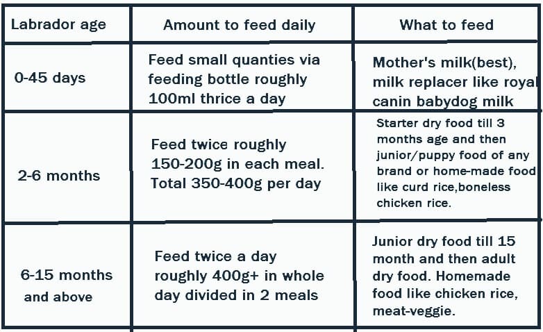 labrador diet chart india