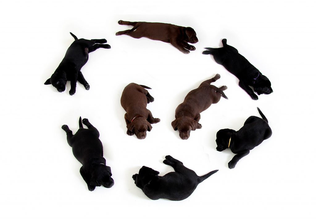 labrador puppy brown and black