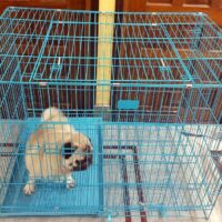 Iron cages for pets