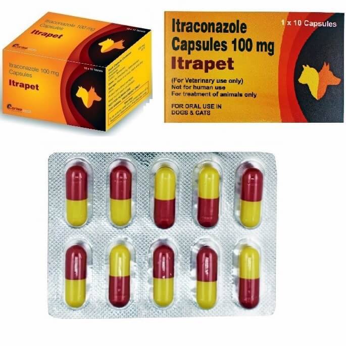 itrapet itraconazole for dogs