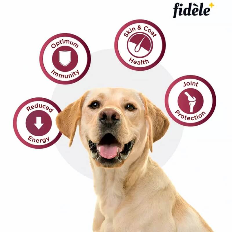 fidele+ light senior benefits
